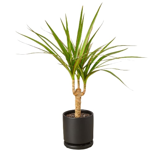 Dracaena Marginata Cane – view 5