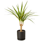 Dracaena Marginata Cane – view 5