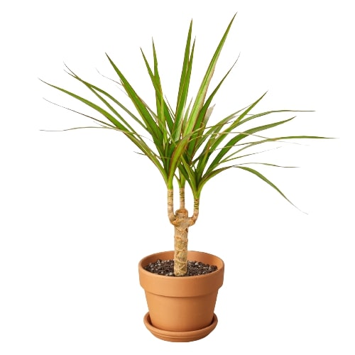 Dracaena Marginata Cane – view 4