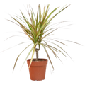 Dracaena 'Red Margined'