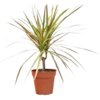 Dracaena 'Red Margined'