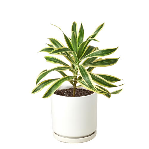 Dracaena 'Song of India' – view 7