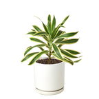 Dracaena 'Song of India' – view 7
