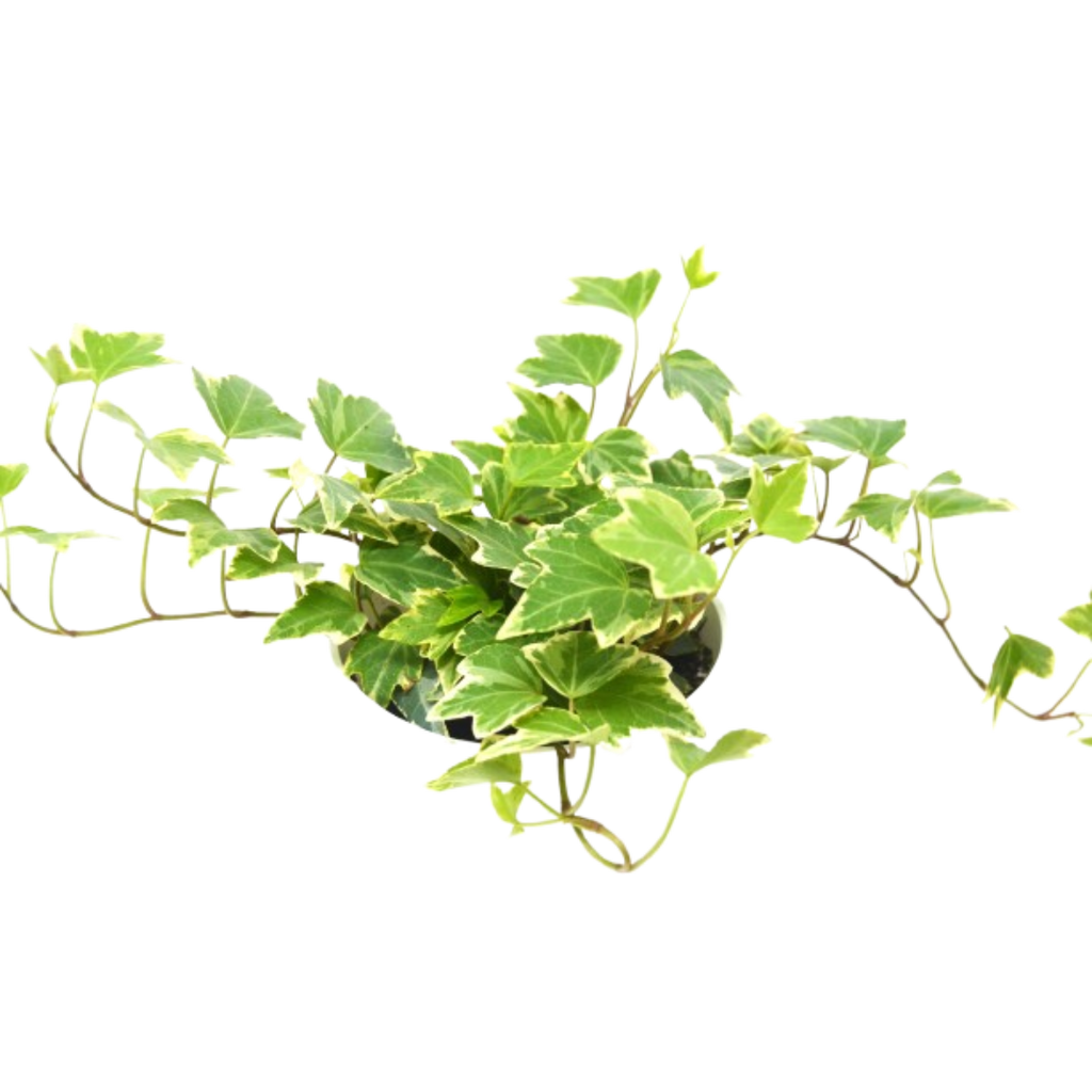 English Ivy 'Eva'