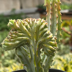 Succulent Euphorbia Lactea 'Mermaid Tail' – view 3