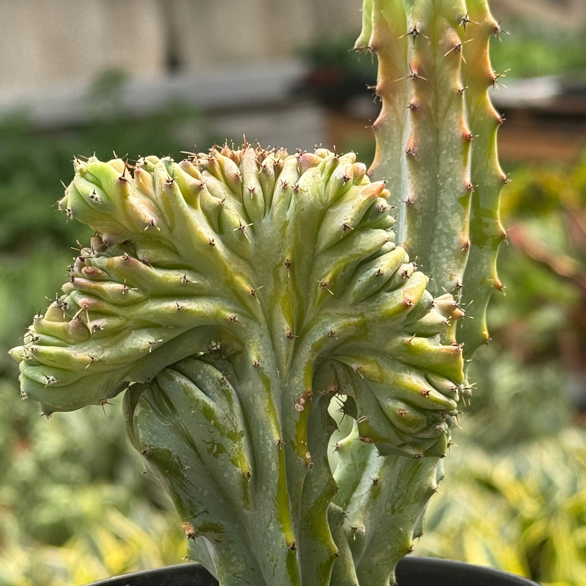 Succulent Euphorbia Lactea 'Mermaid Tail' – view 3