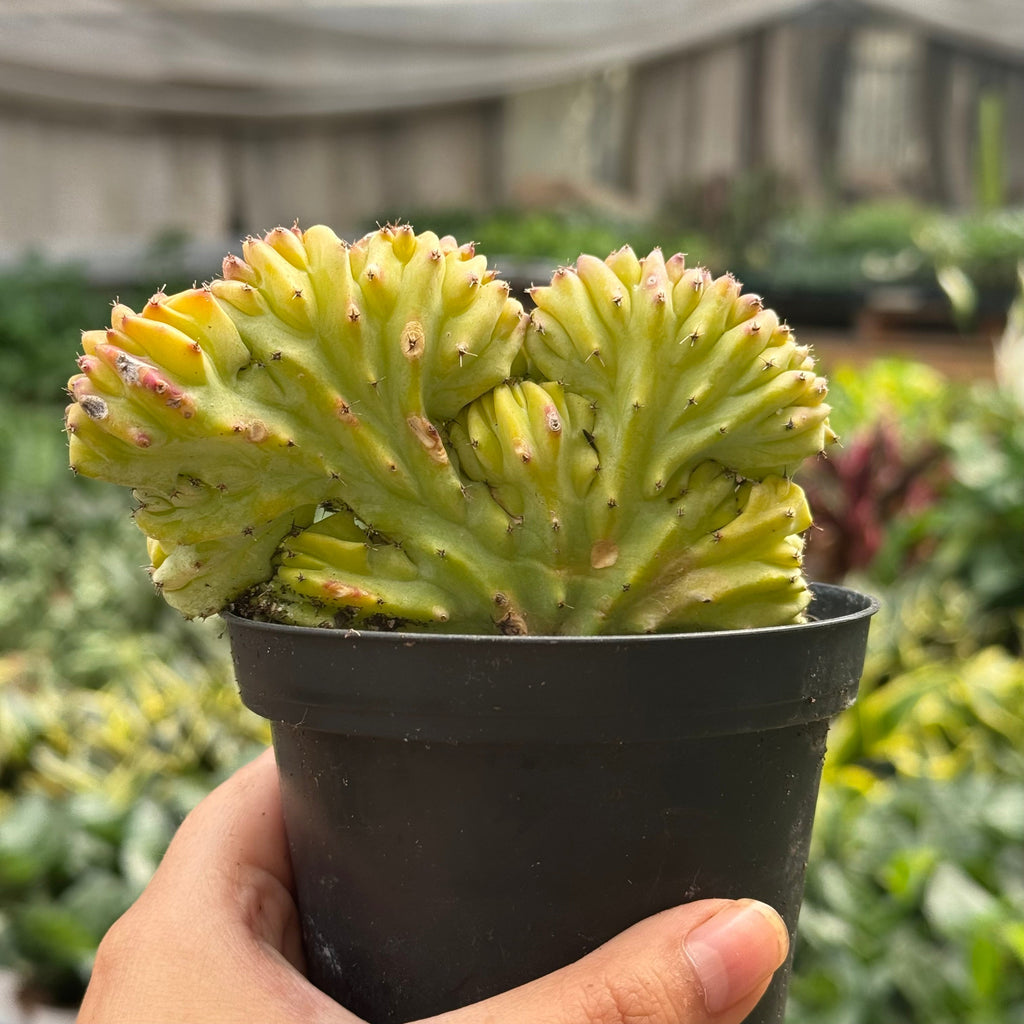 Succulent Euphorbia Lactea 'Mermaid Tail' – view 7