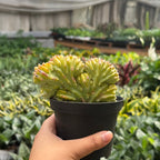 Succulent Euphorbia Lactea 'Mermaid Tail' – view 2