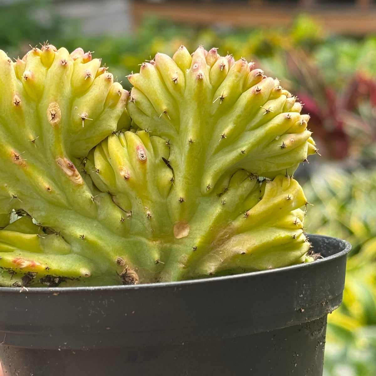 Succulent Euphorbia Lactea 'Mermaid Tail' – view 4