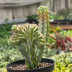 Succulent Euphorbia Lactea 'Mermaid Tail' – view 5