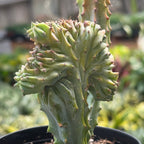 Succulent Euphorbia Lactea 'Mermaid Tail' – view 6