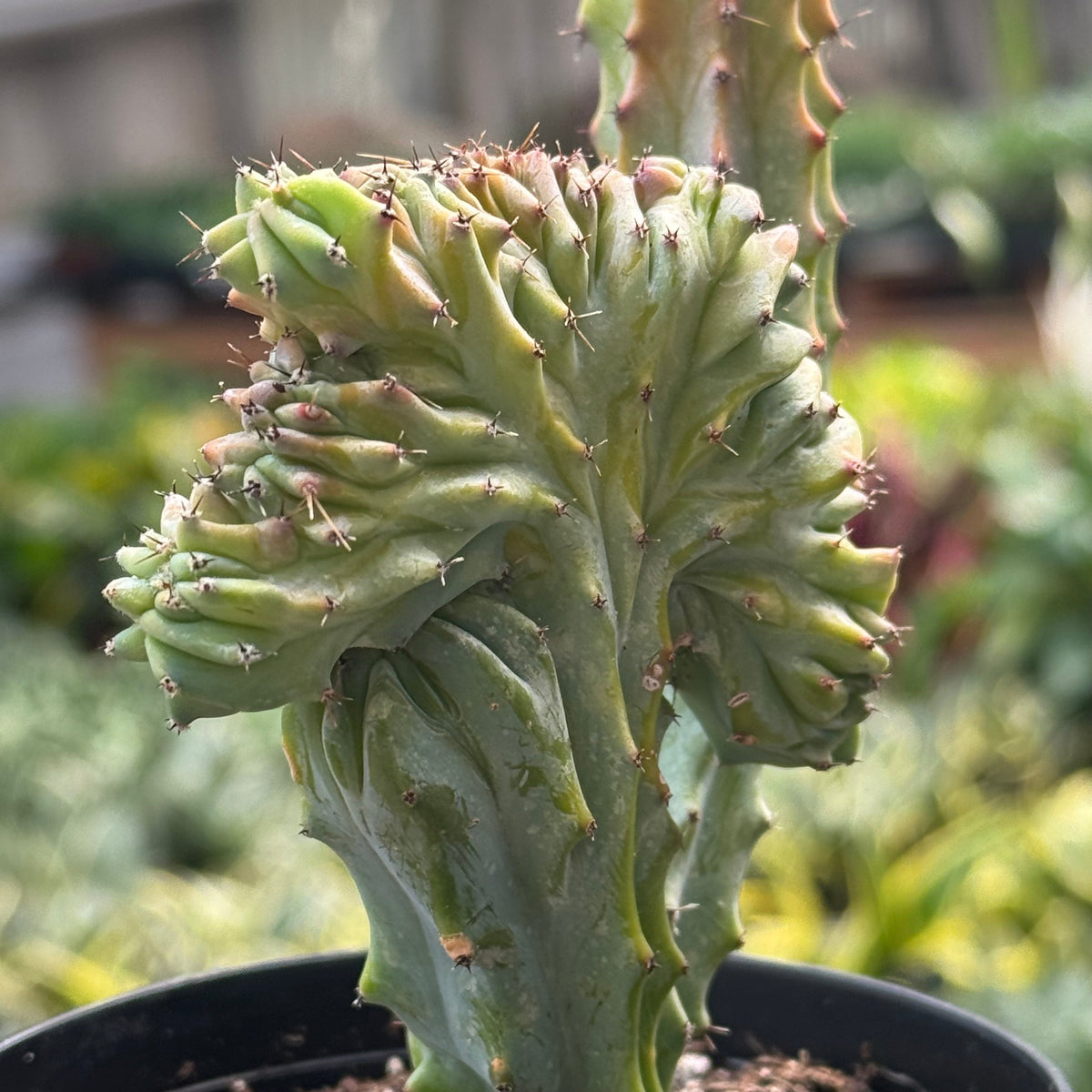 Succulent Euphorbia Lactea 'Mermaid Tail' – view 6
