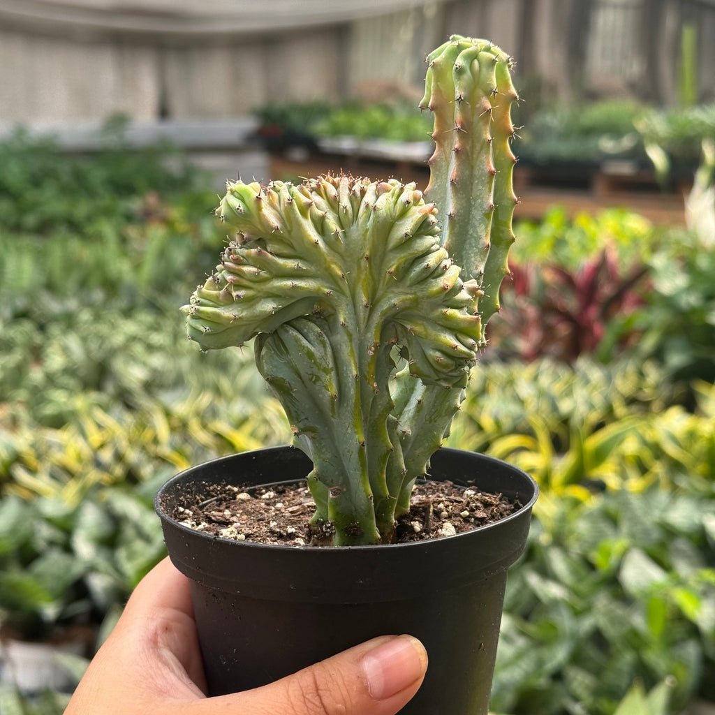 Succulent Euphorbia Lactea 'Mermaid Tail' – view 8