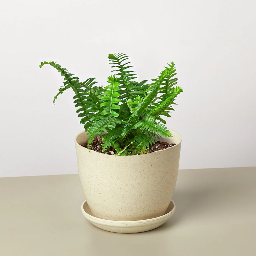 Jester's Crown Fern – view 8