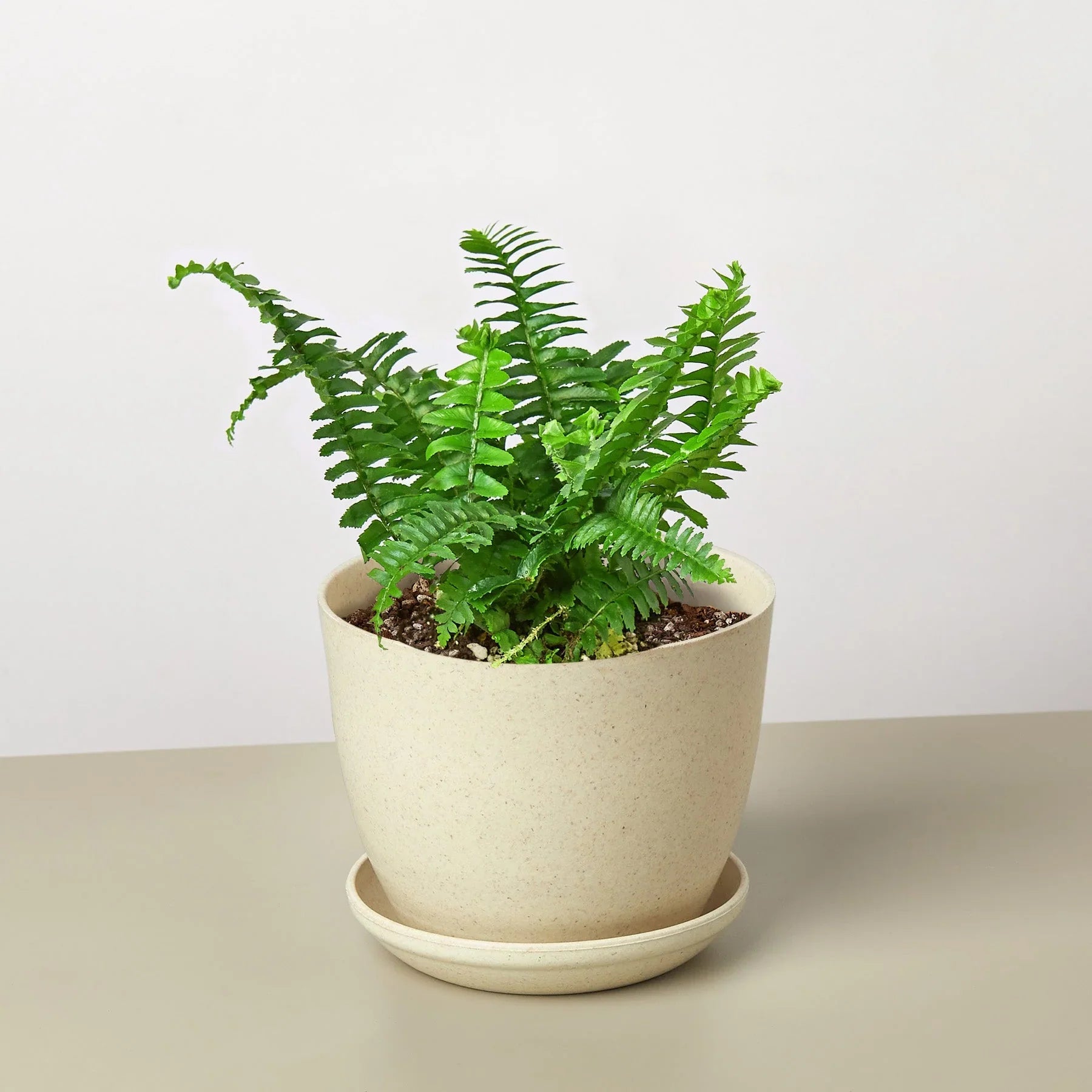 Jester's Crown Fern – view 8