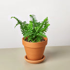 Jester's Crown Fern – view 9