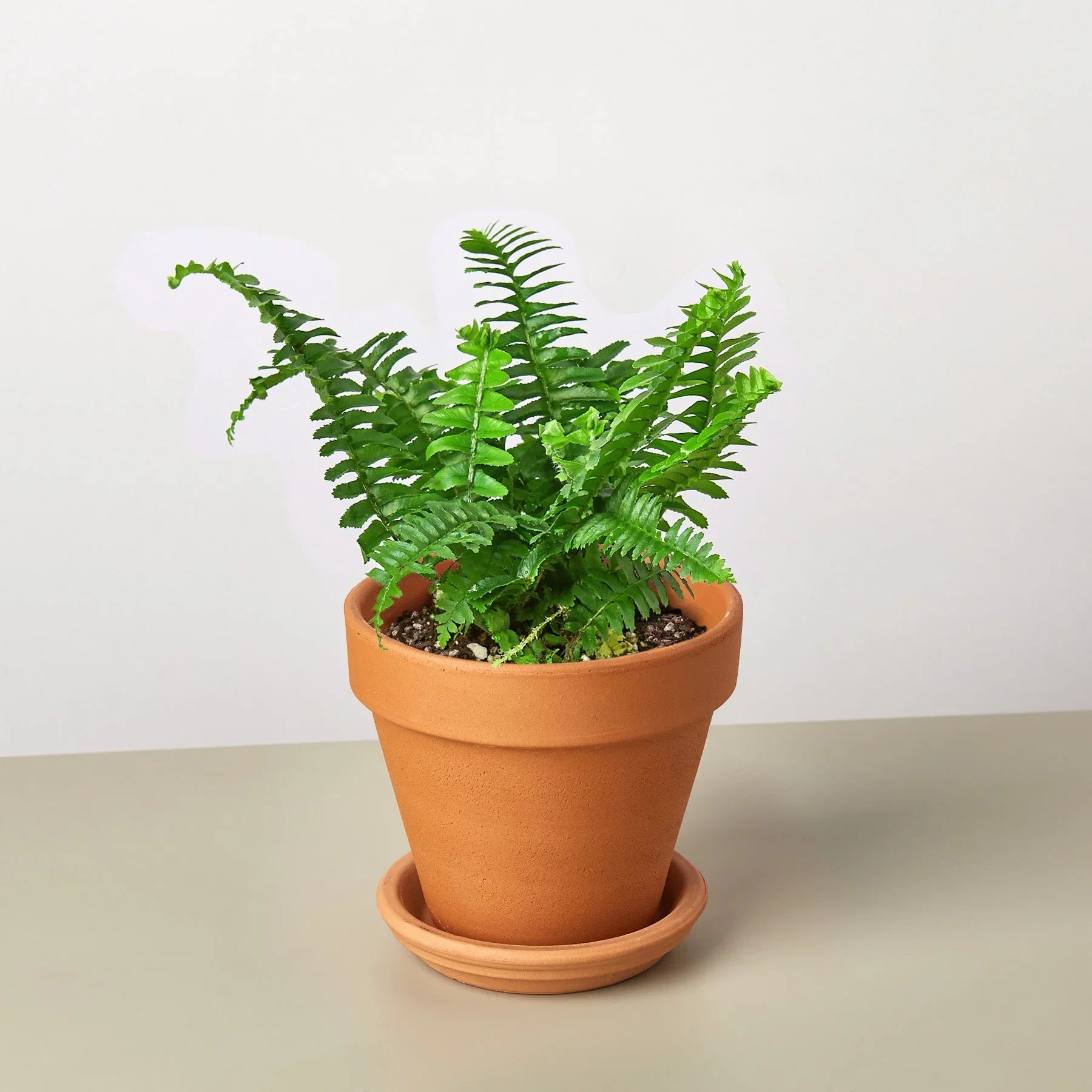 Jester's Crown Fern – view 9