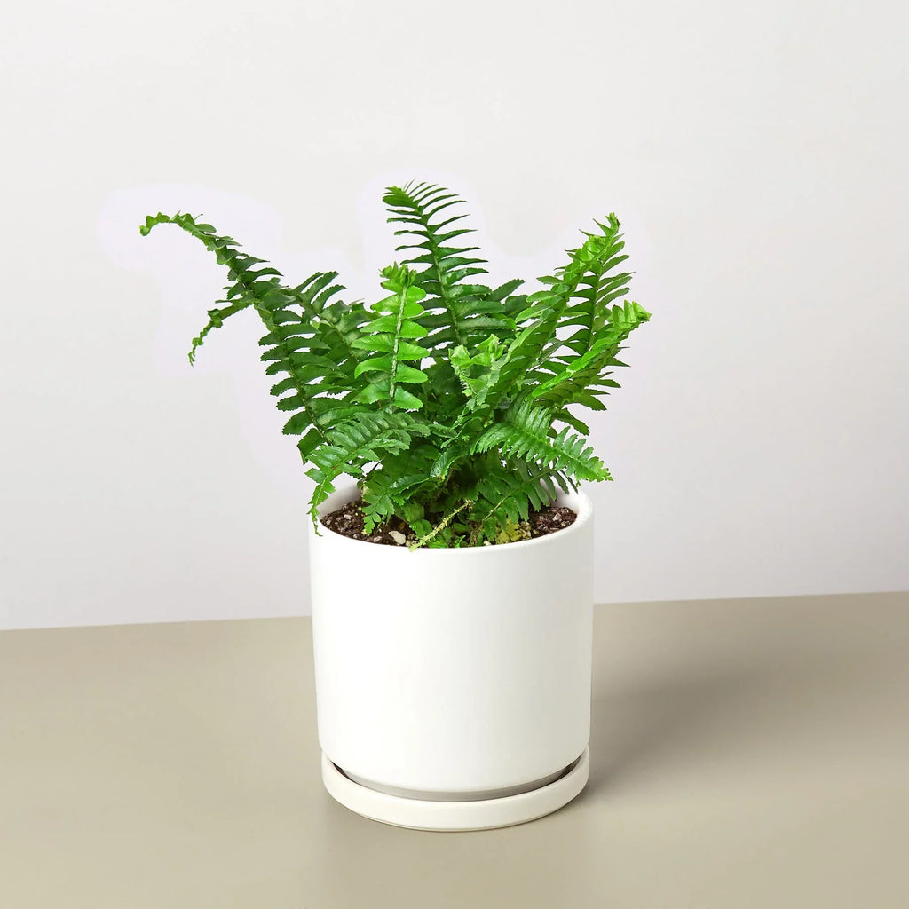 Jester's Crown Fern – view 11