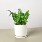 Jester's Crown Fern – view 11