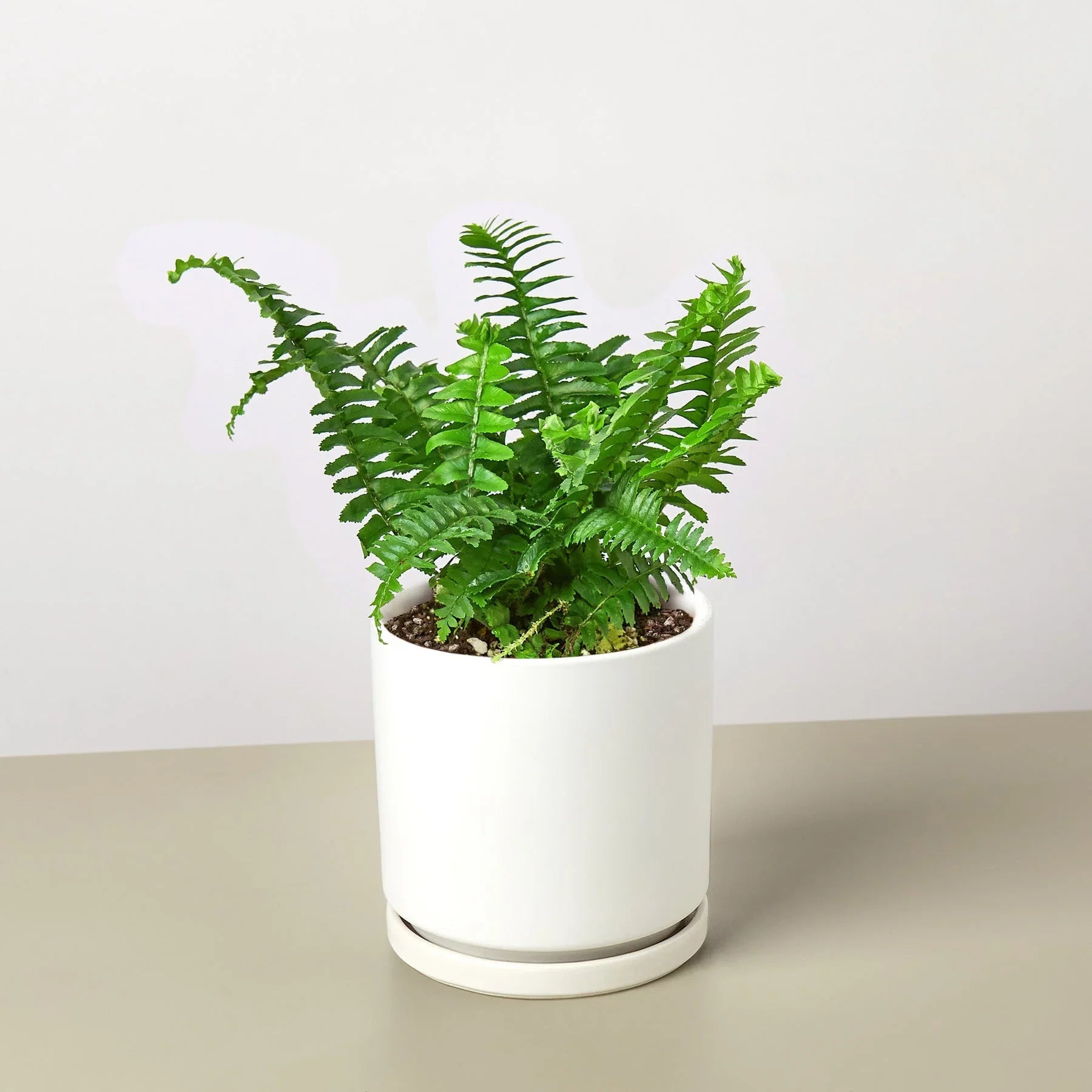 Jester's Crown Fern – view 11