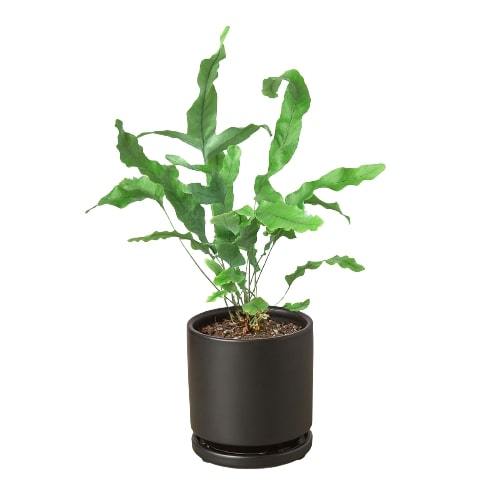Fern 'Blue Star' – view 4