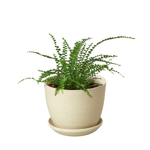 Fern 'Lemon Button' – view 6
