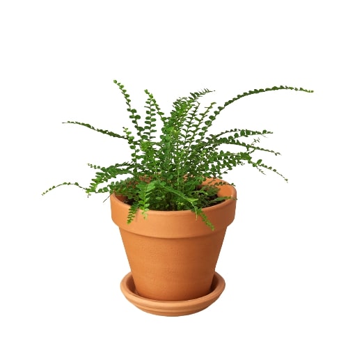 Fern 'Lemon Button' – view 4