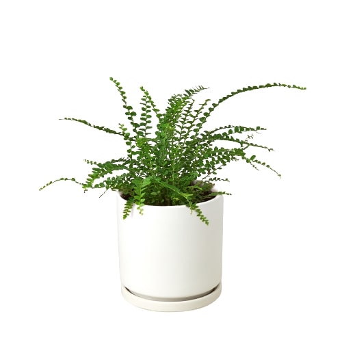Fern 'Lemon Button' – view 5