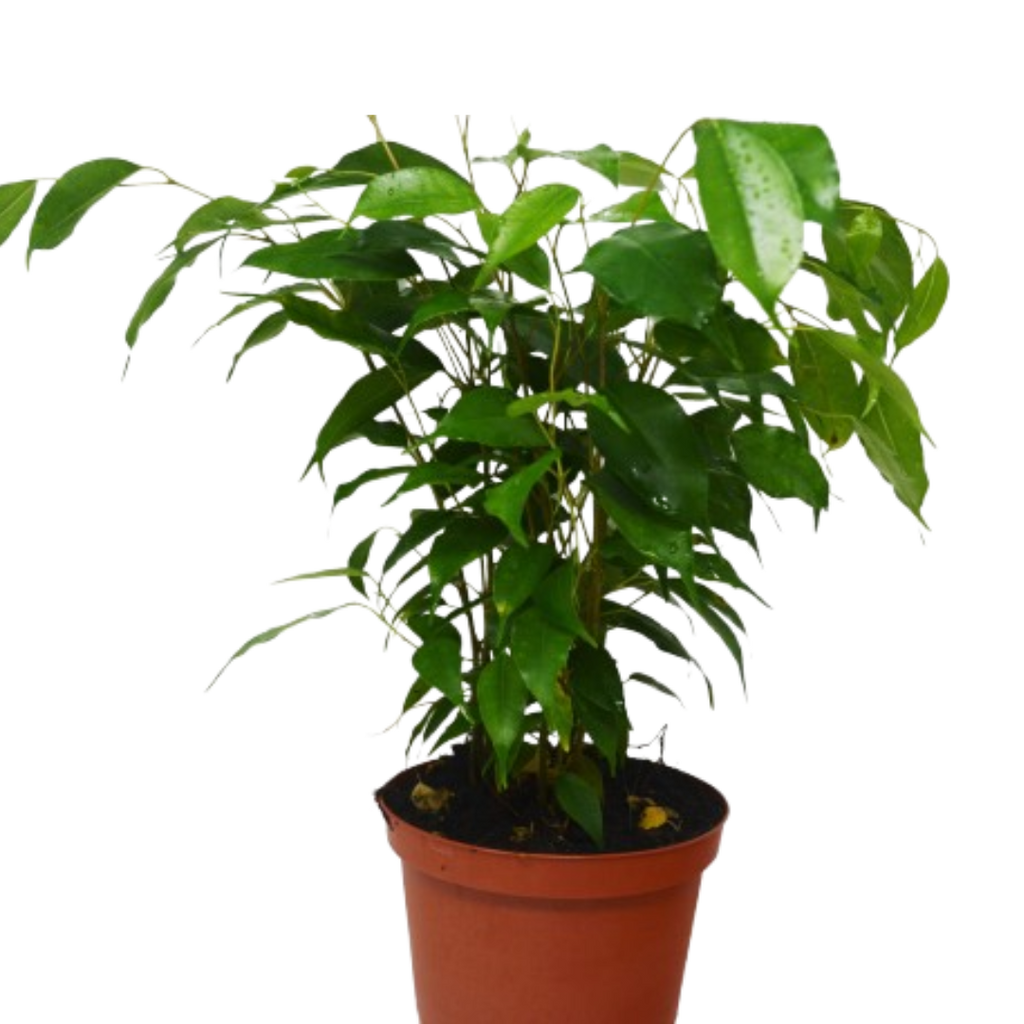 Ficus 'Benjamina'