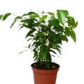 Ficus 'Benjamina'