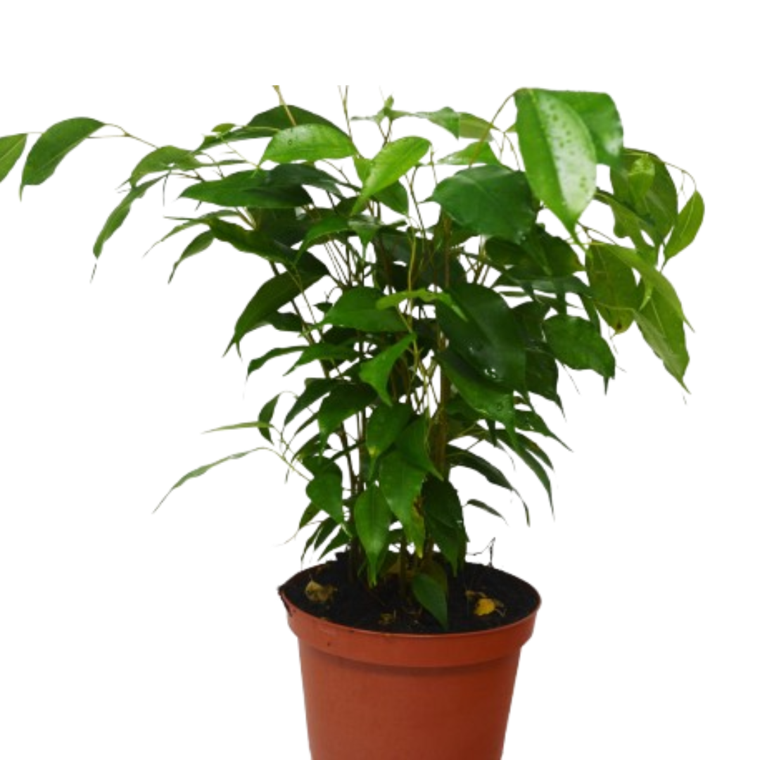 Ficus 'Benjamina'