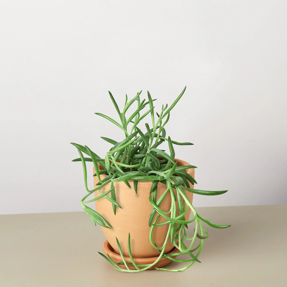 Senecio Succulent 'Fish Hooks' – view 6