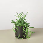 Senecio Succulent 'Fish Hooks' – view 7