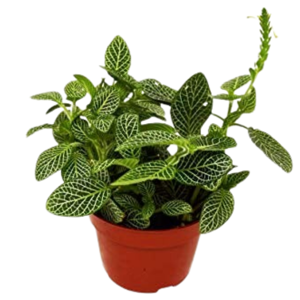 Fittonia 'White Nerve Plant' Live Plant – 4" Nursery Pot