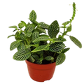 Fittonia 'White Nerve Plant' Live Plant – 4" Nursery Pot