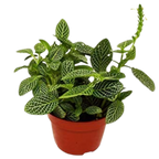 Fittonia 'White Nerve Plant' Live Plant – 4" Nursery Pot