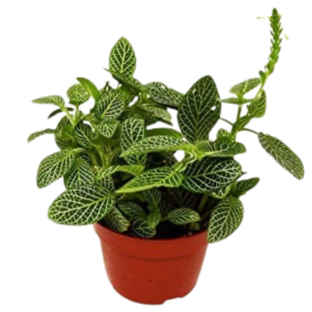 Fittonia 'White Nerve Plant' Live Plant – 4" Nursery Pot