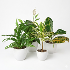 Air Purifying Variety Bundle – view 4