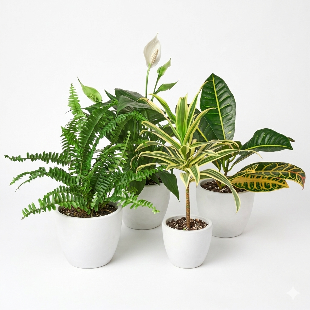Air Purifying Variety Bundle – view 4