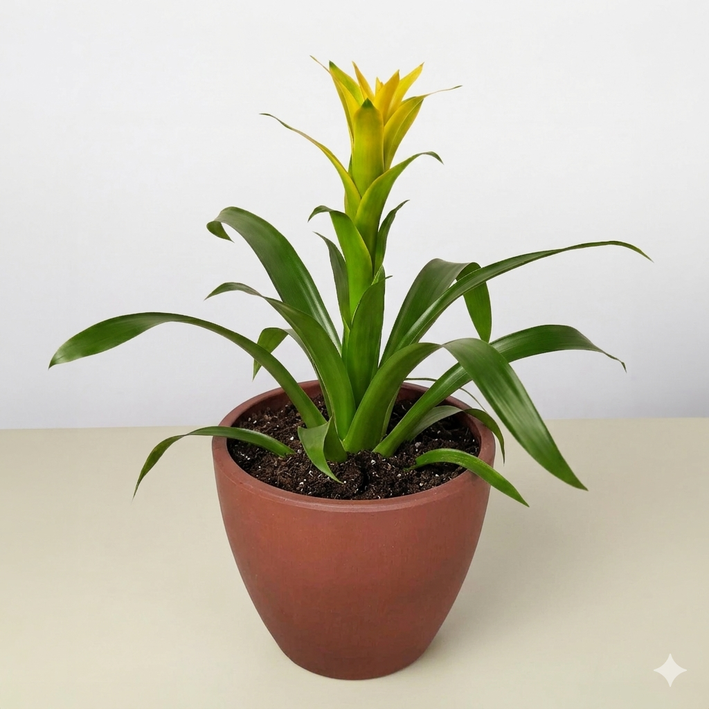 Guzmania Bromeliad 'Yellow' – view 4