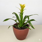 Guzmania Bromeliad 'Yellow' – view 4
