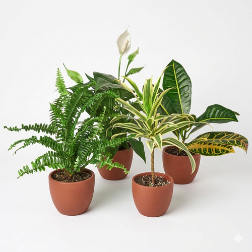 Air Purifying Variety Bundle – view 2