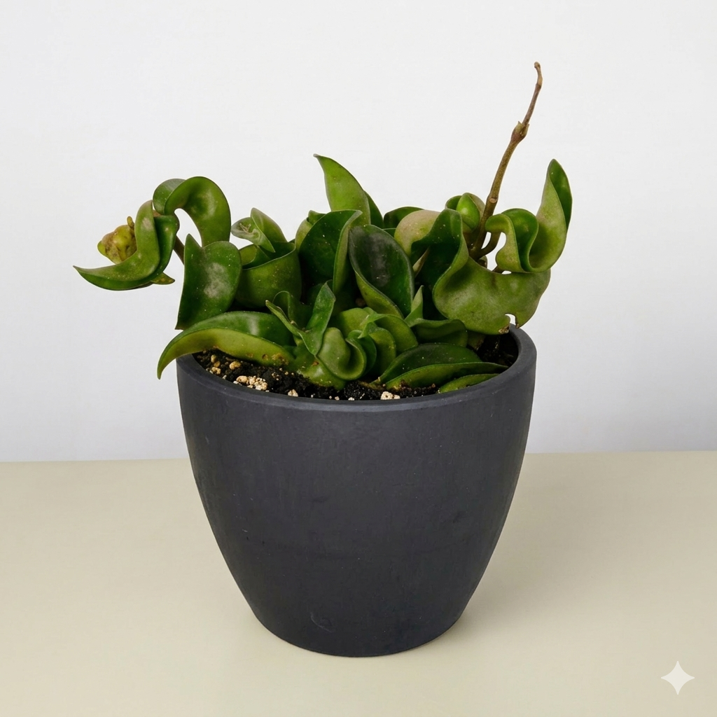 Hoya Rope Plant – view 12