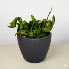 Hoya Rope Plant – view 12