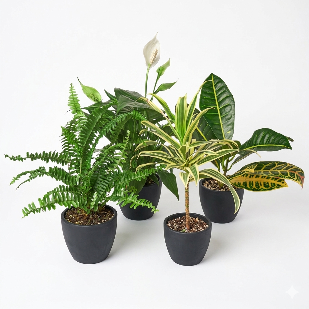 Air Purifying Variety Bundle – view 3