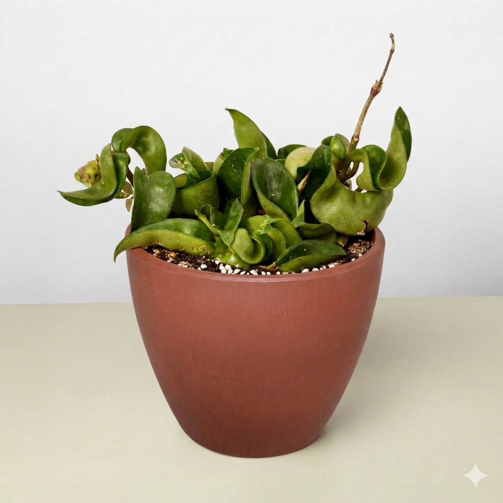 Hoya Rope Plant – view 11