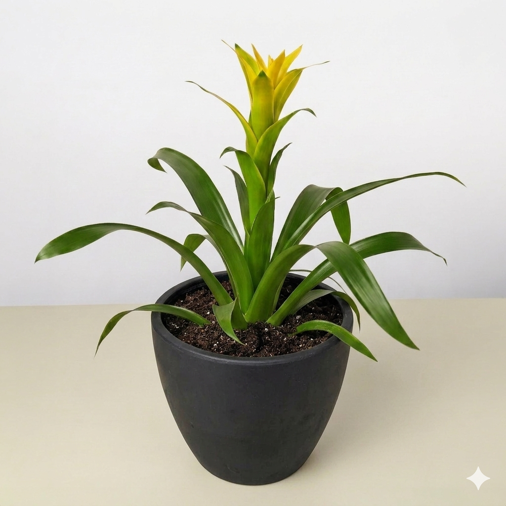 Guzmania Bromeliad 'Yellow' – view 5