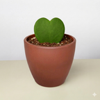 Hoya Sweetheart – view 11