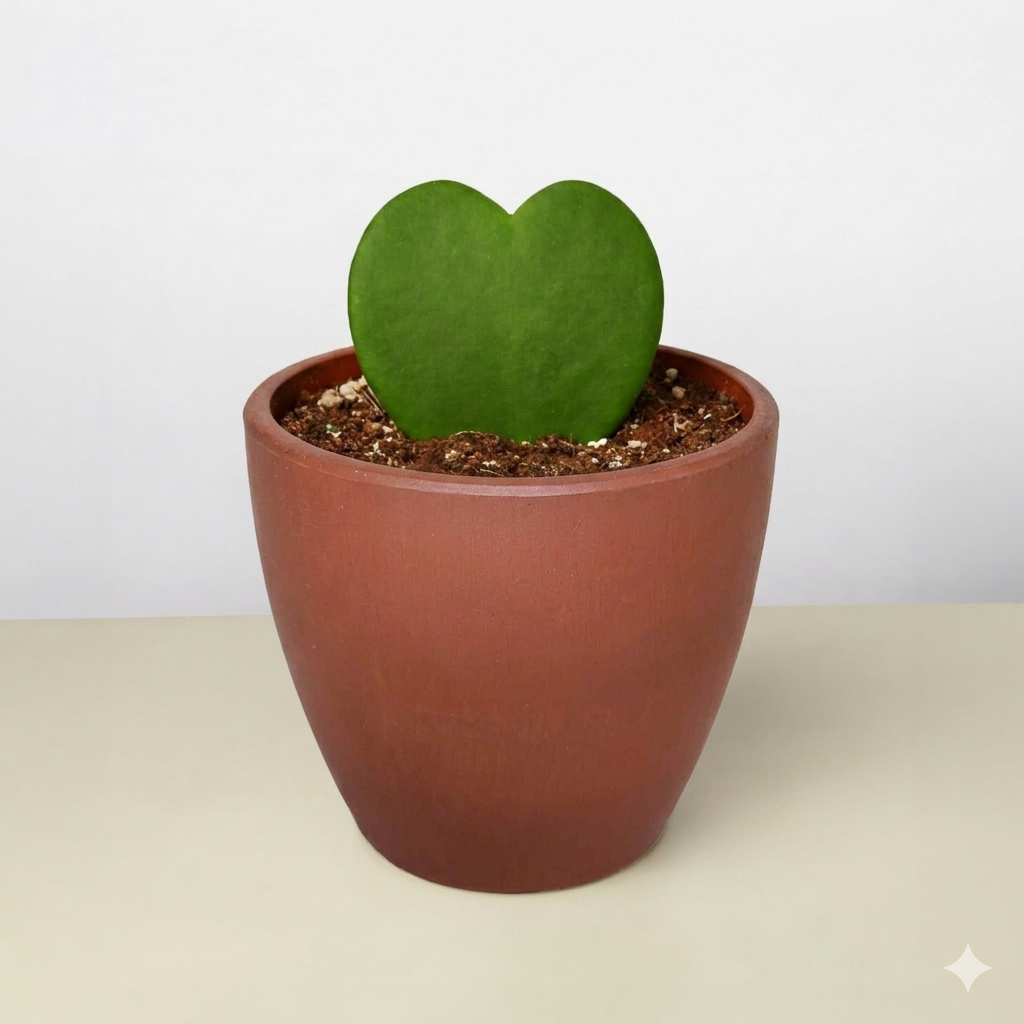 Hoya Sweetheart – view 11