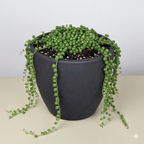 Succulent 'String of Pearls' – view 7